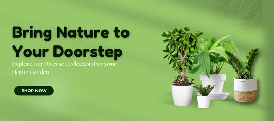 Bring Nature Home: Your Ultimate Guide to Shopping Plants Online