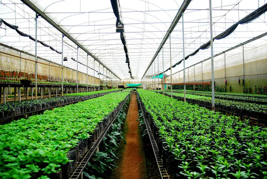 Transform Your Space with NatureMart Online: Affordable Greenery at Your Doorstep!
