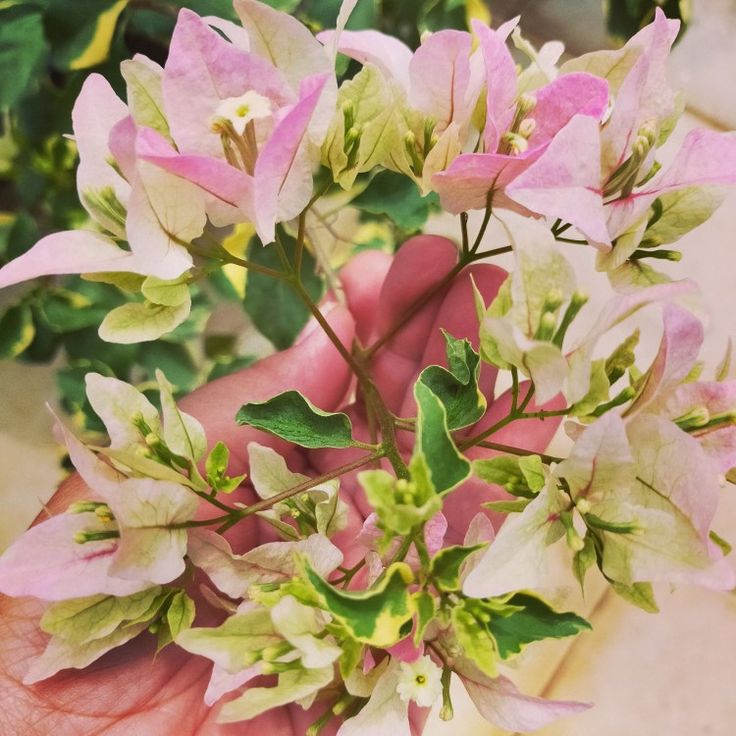 Buterfly Splash Bougainvillea Flower plant