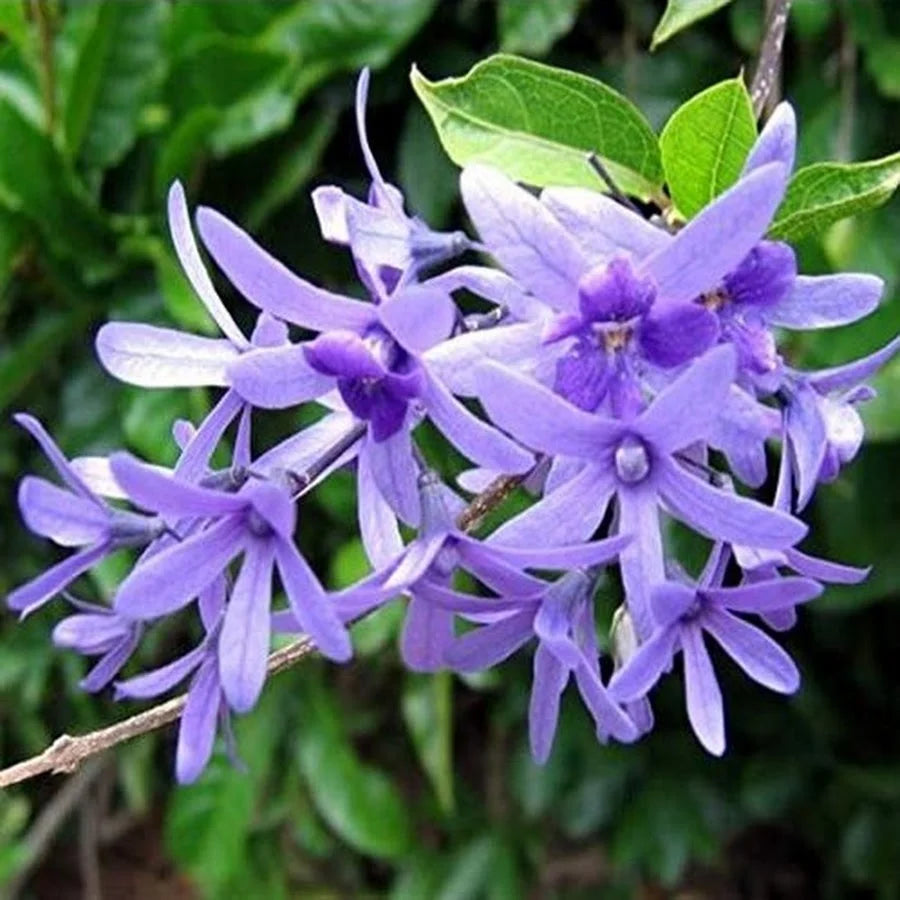 Neel Moni Lota Flower PLANT (Petrea Volubilis Volubilis) - Naturemart.online