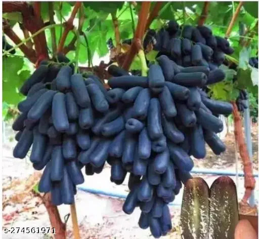 Grape Fruit Plant | Angoor Vine - Naturemart.online