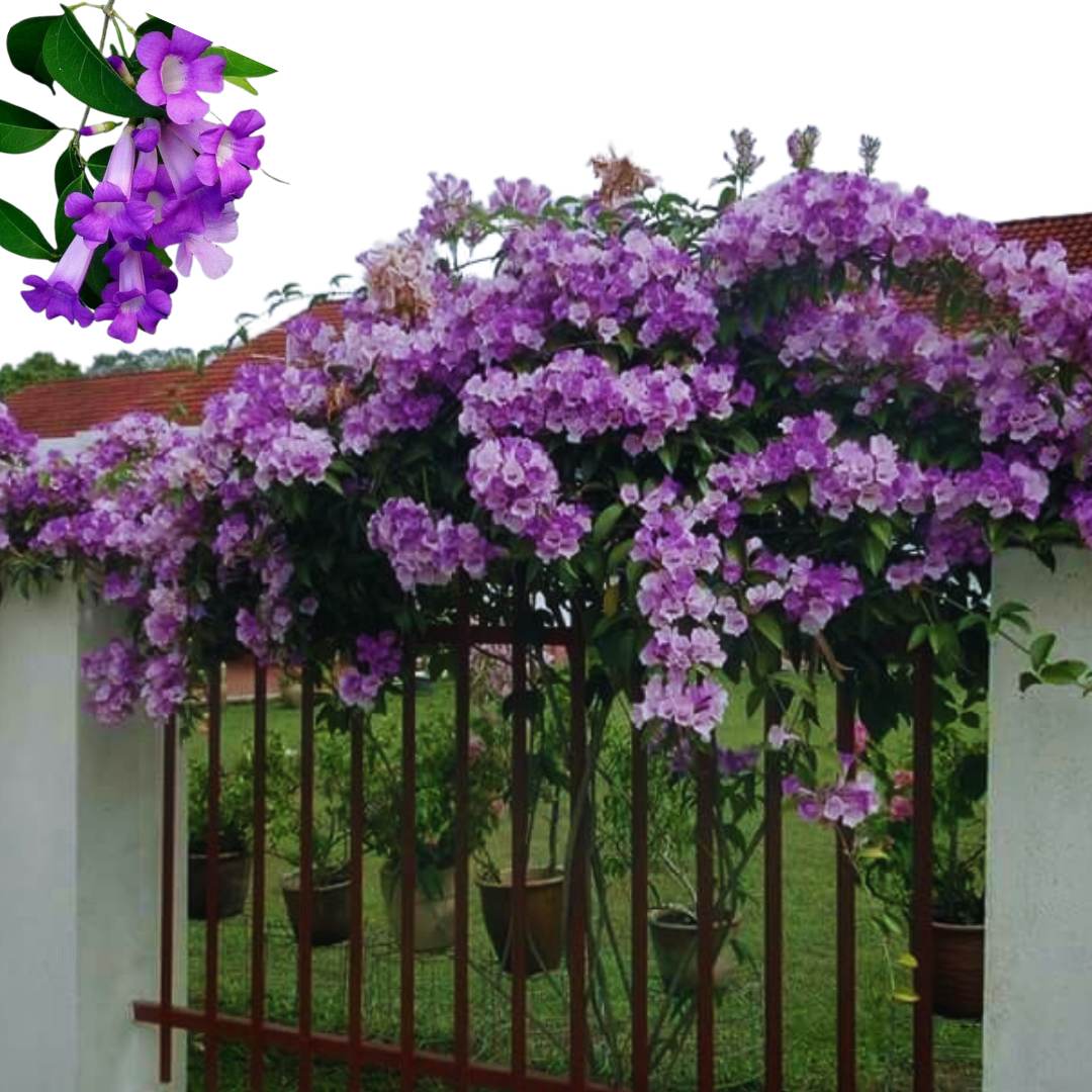Garlic Vine Flower Plant For Gardening - Naturemart.online