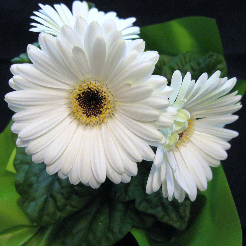 Gerbera Perennial Flower Plant (white) - Naturemart.online