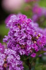 Furush Flowers Plant (Purpel Colour) - Naturemart.online