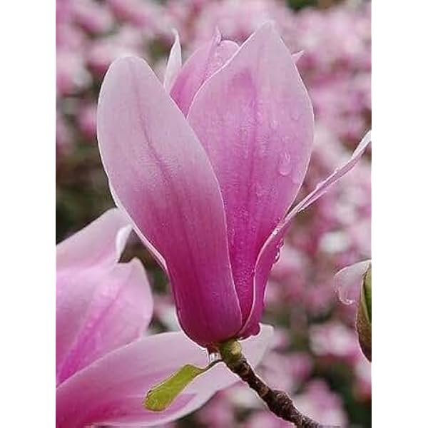 Champa Pink Colour Flower Plant