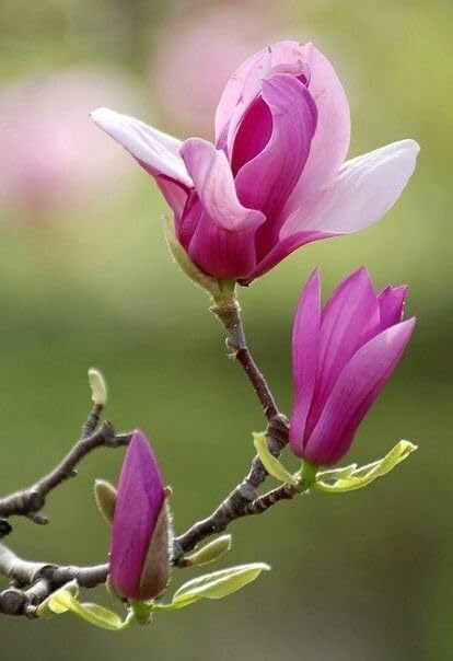 Champa Pink Colour Flower Plant