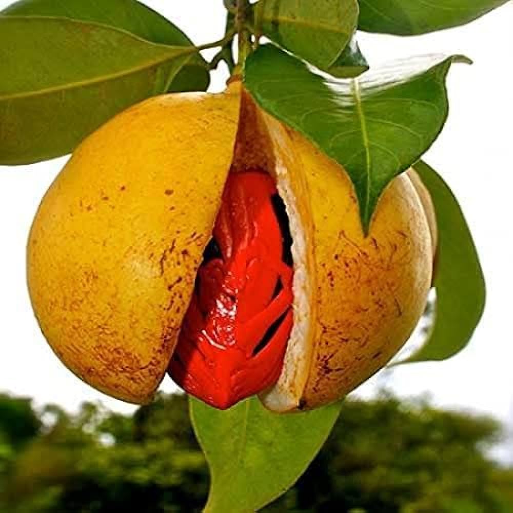 Jayaphal And Jatiphal -Spices Plants - Naturemart.online