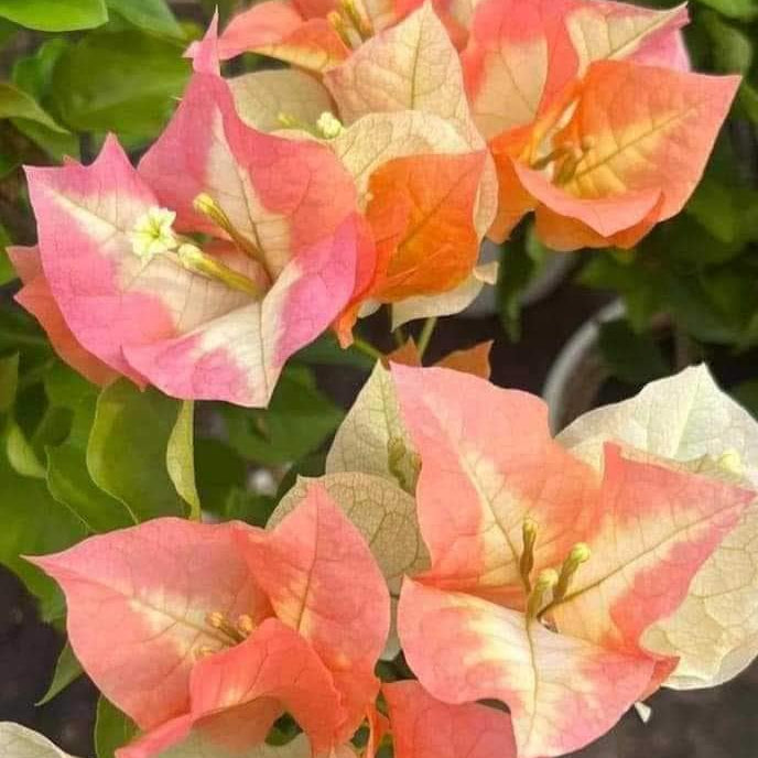 Chitra Gold Bougainvillea flower plant