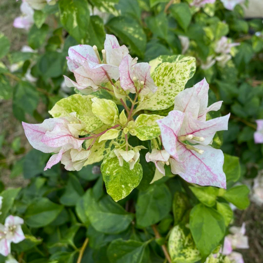 Sunstone White Bougainvillea flower plant
