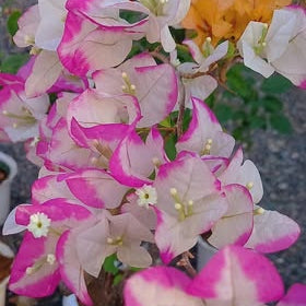 Lipstick Bougainvillea flower plant