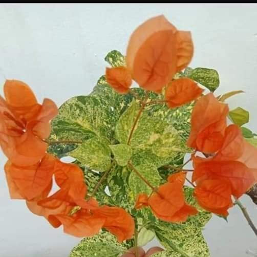 Daimond Orange Bougainvillea flower plant