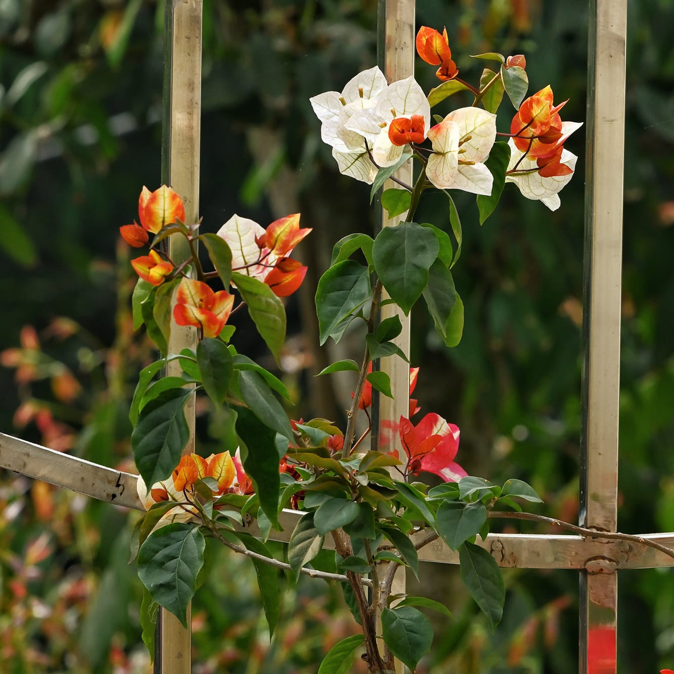 7 Star Bougainvillea flower plant