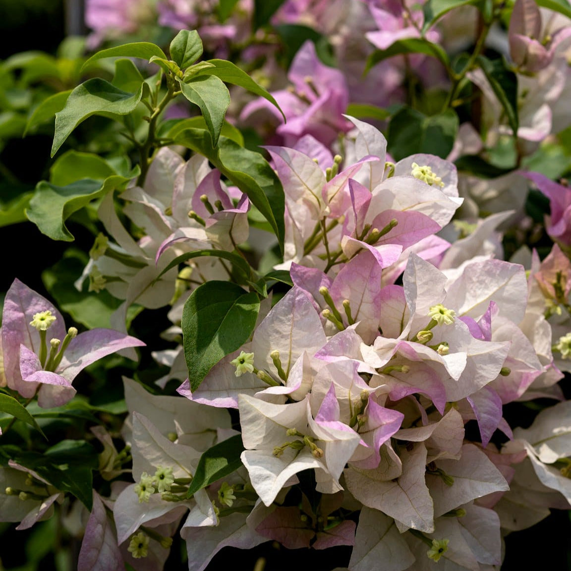 Begum Sikander Bougainvillea flower plant