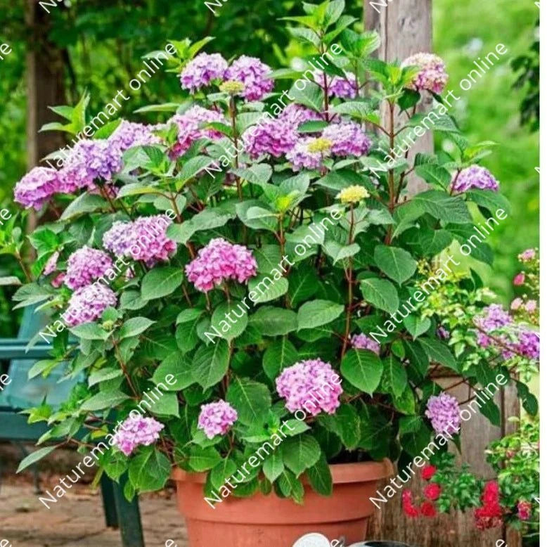 Hydrengea Flowers Plant For Home Garden