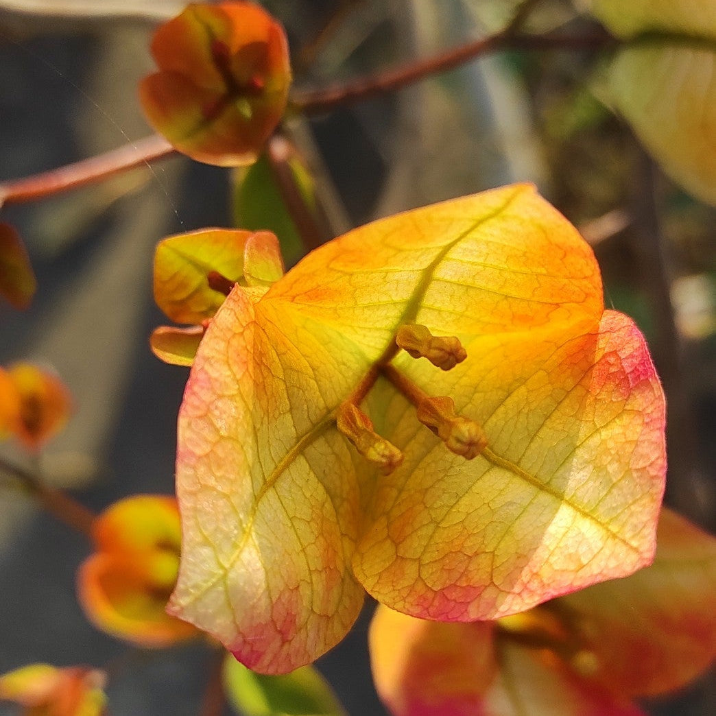 7 Star Bougainvillea flower plant