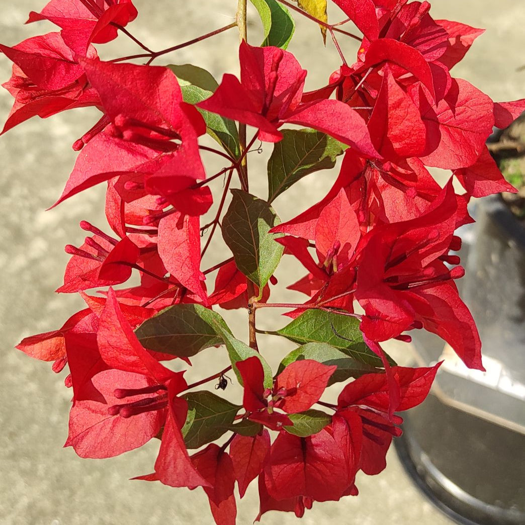 Ruby Red Bougainvillea flower plant