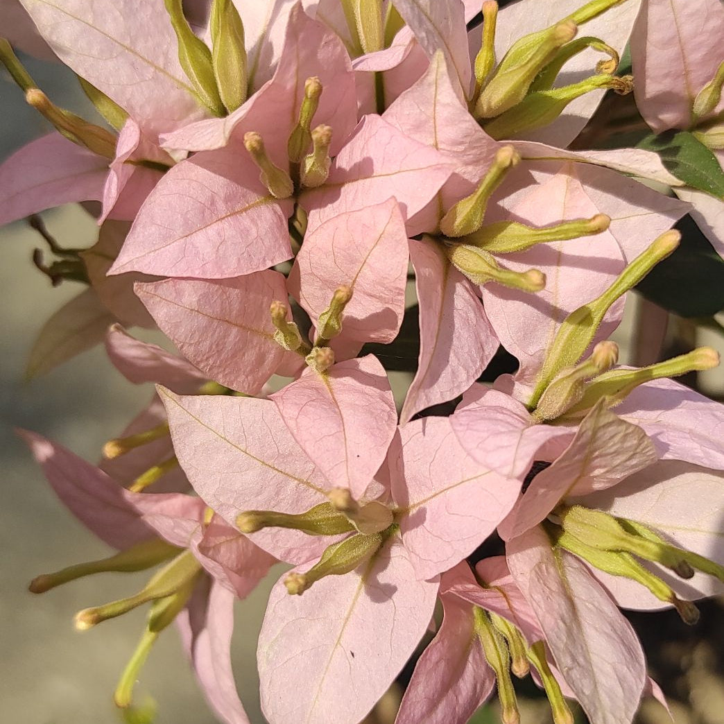 Balaka Bougainvillea flower plant