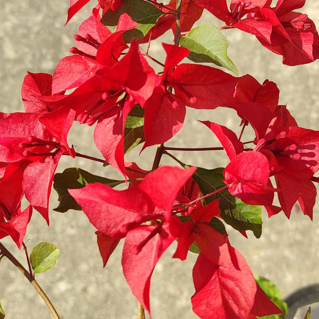 Ruby Red Bougainvillea flower plant
