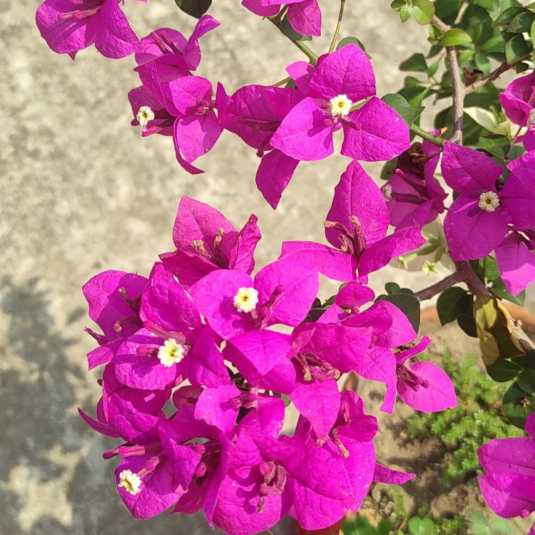 Spectrum Bougainvillea flower plant