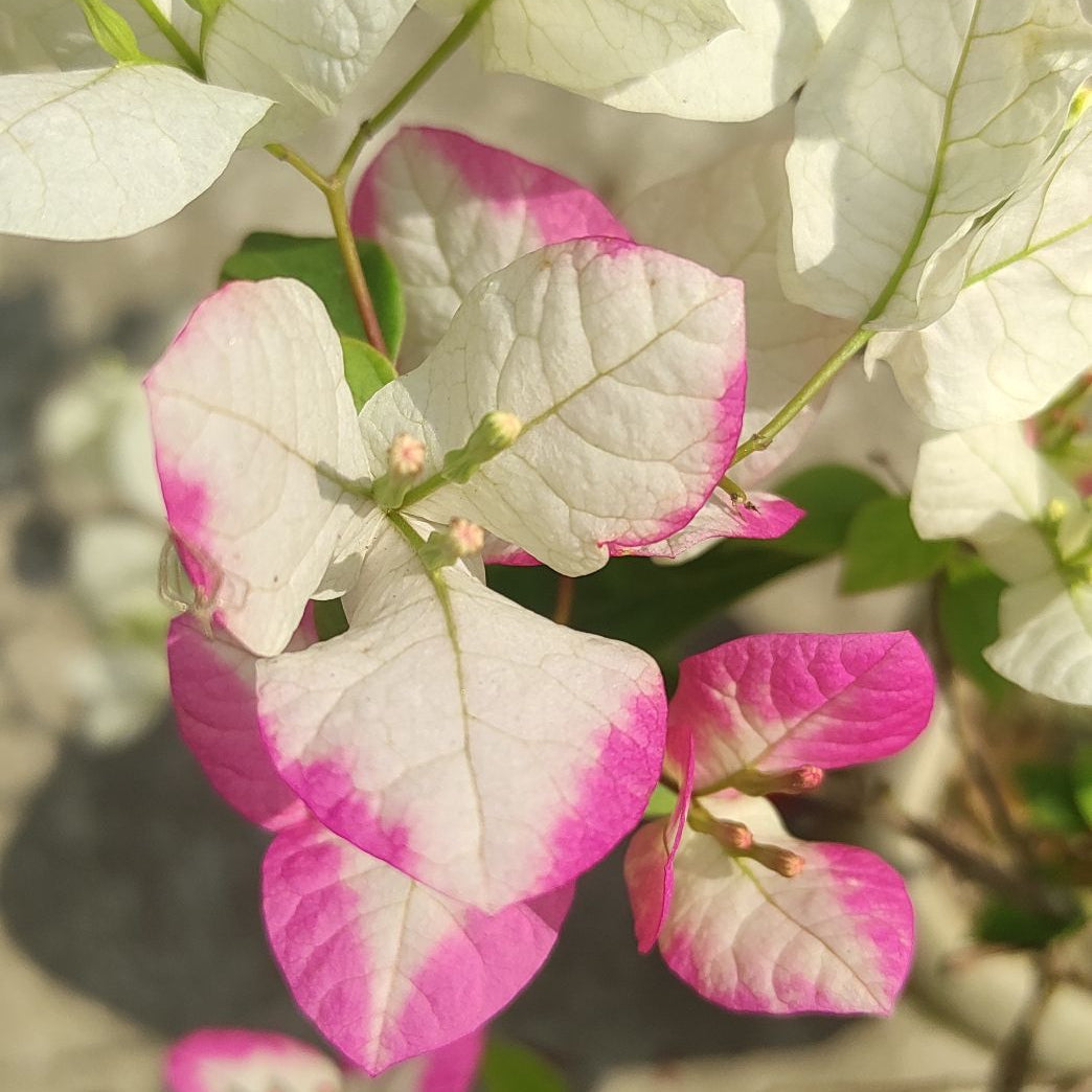 Lipstick Bougainvillea flower plant