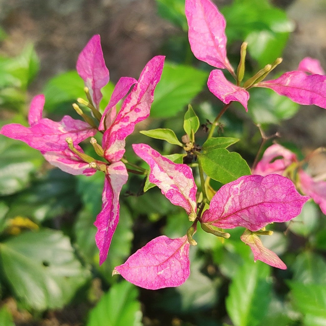 Sexy Ice Bougainvillea flower plant