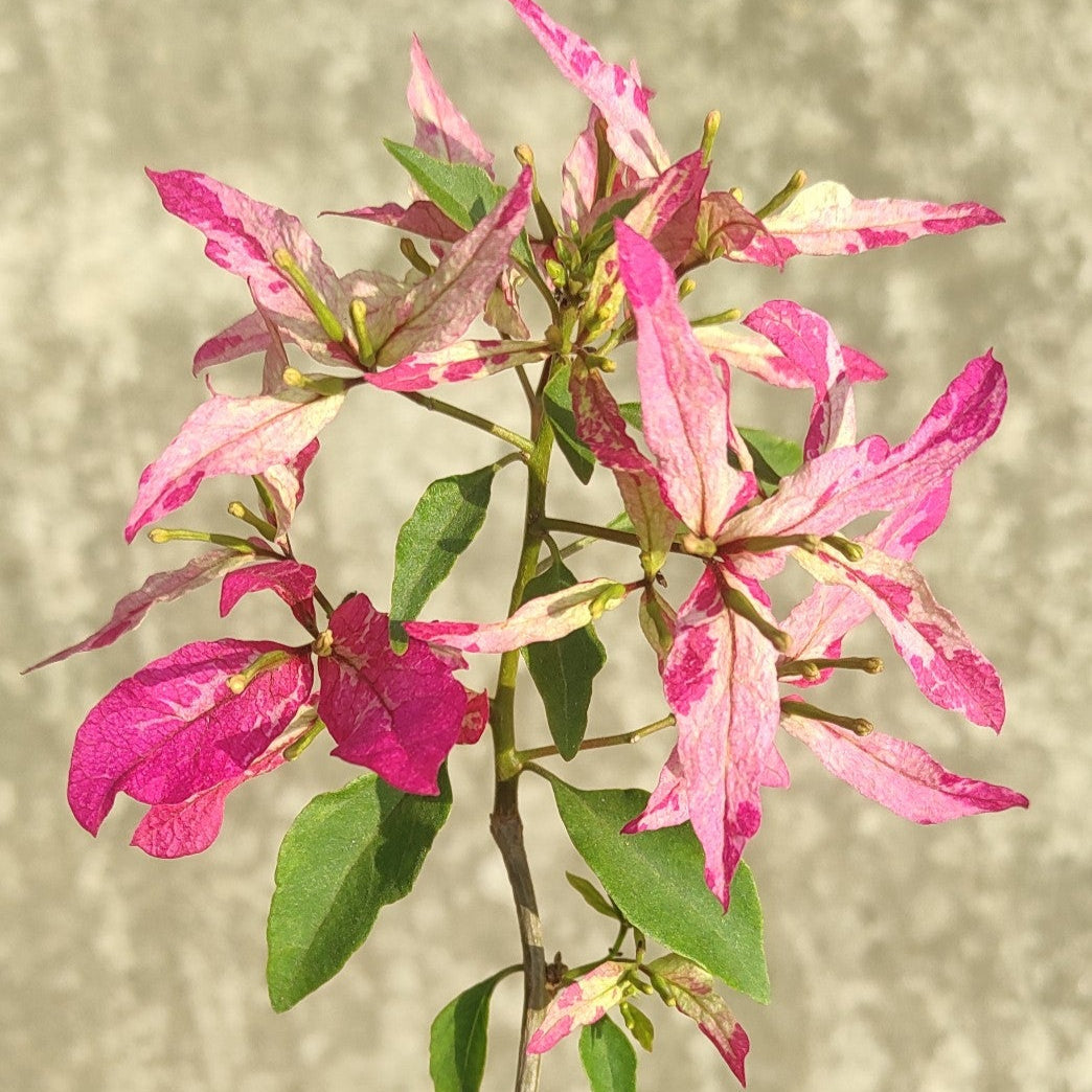 Sexy Ice Bougainvillea flower plant