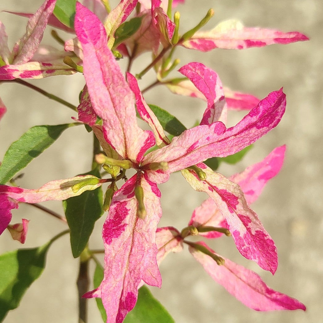 Sexy Ice Bougainvillea flower plant