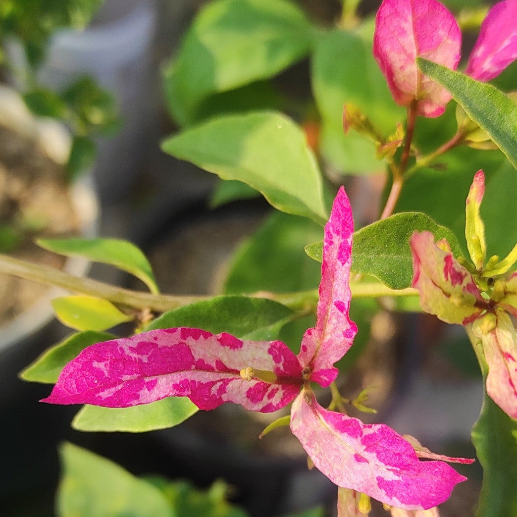 Sexy Ice Bougainvillea flower plant