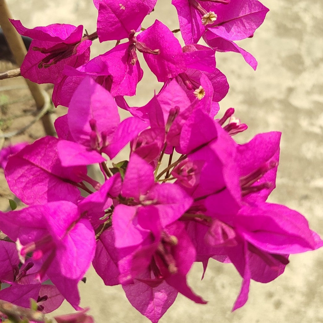 Spectrum Bougainvillea flower plant