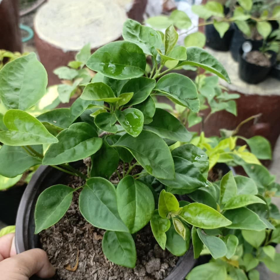 Watermelon Kiss Bougainvillea flower plant