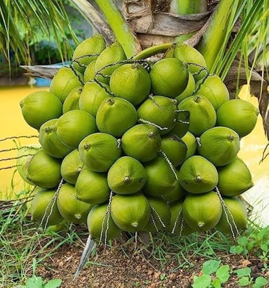 Green Dwarf Coconut Fruit Tree - Naturemart.online