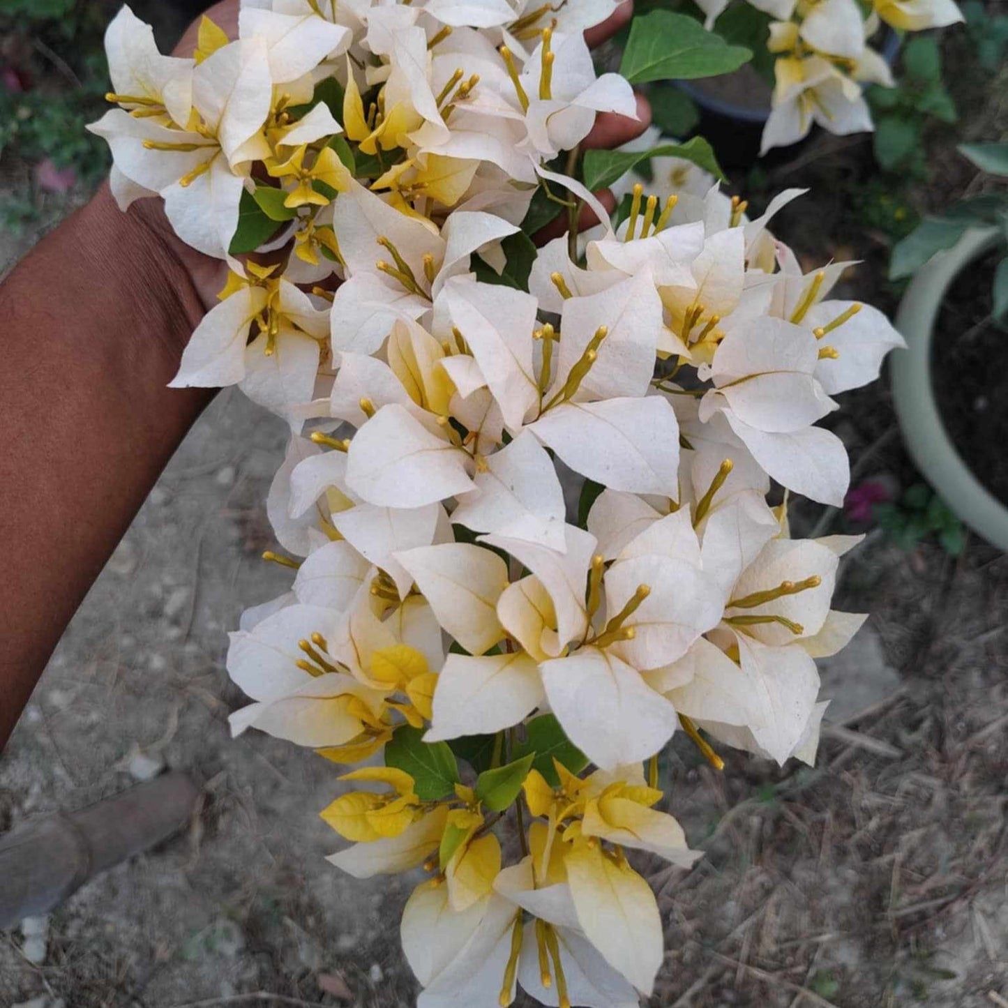 Foxtail Yellow Bougainvillea flower plant