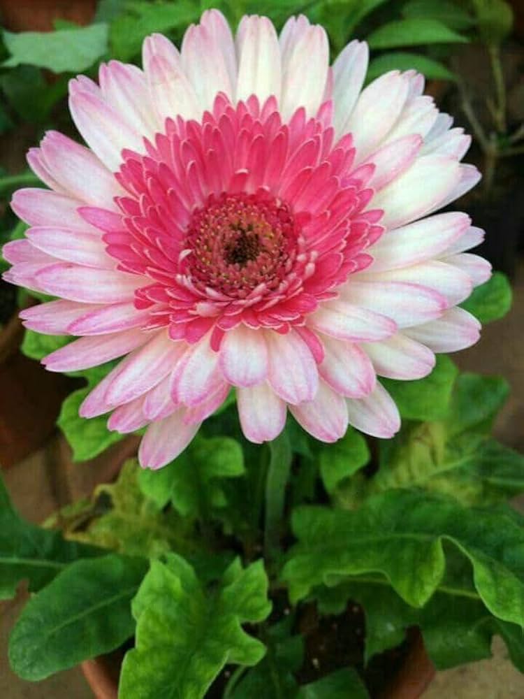 Gerbera Perennial Flower Plant (white shed) - Naturemart.online