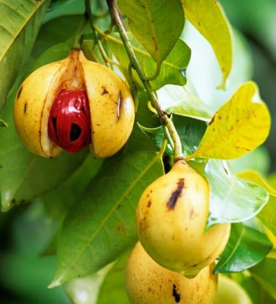 Jayaphal And Jatiphal -Spices Plants - Naturemart.online