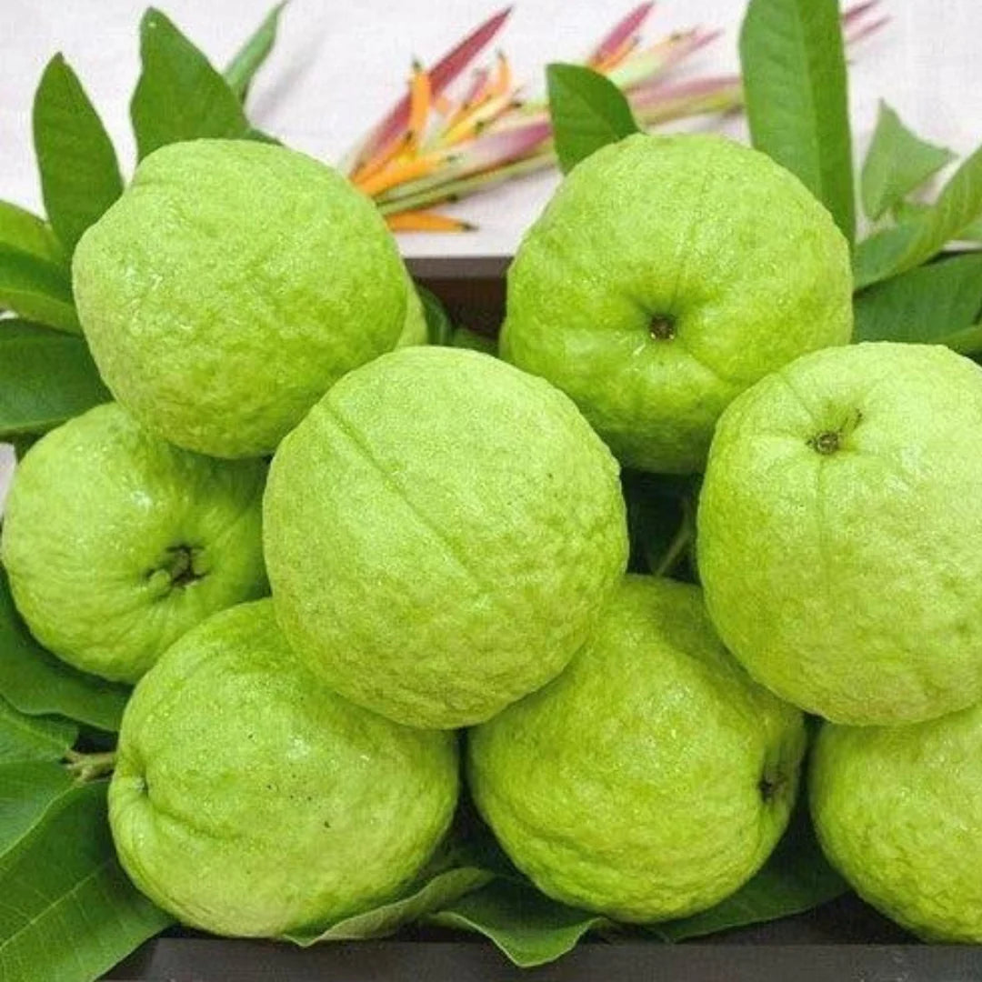 Allahabad Safeeda Guava Fruit Plant - Naturemart.online