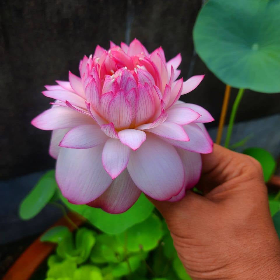 Beautiful New star lotus tuber