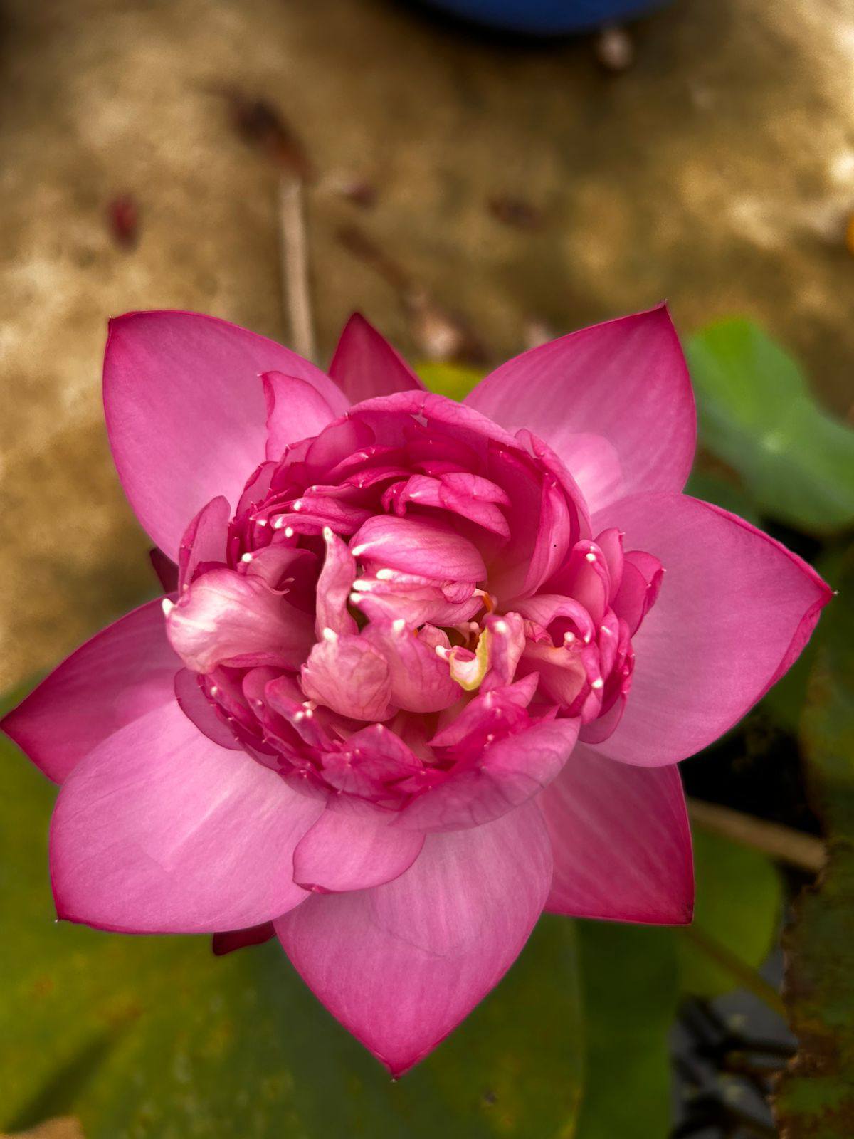New Amery Peony lotus Tuber