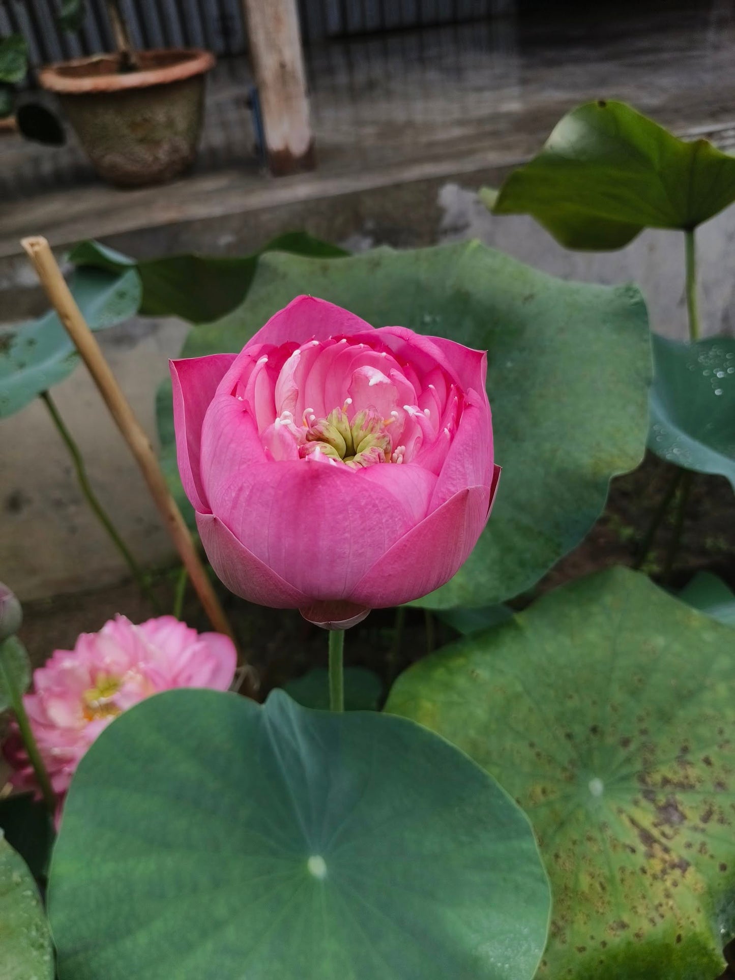 New Amery Peony lotus Tuber