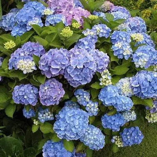 Hydrengea Flowers Plant For Home Garden - Naturemart.online