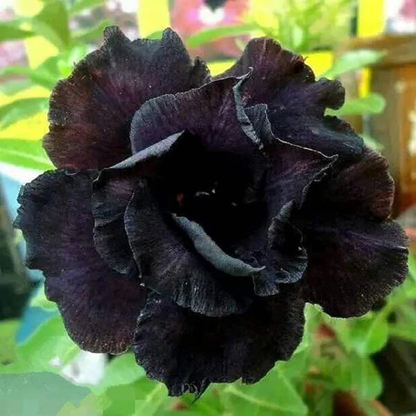 Rose Variety Adenum Flower Plant For Home Garden