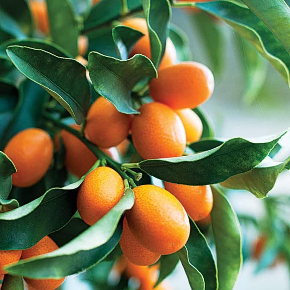 Sweet Lemon Fruit Plant (Grafted) - Naturemart.online