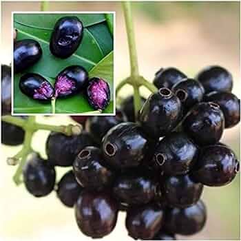 Black Jamun-Grafting Fruit Plant - Naturemart.online