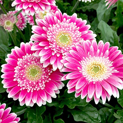 Gerbera Perennial Flower Plant (Purple Shed) - Naturemart.online