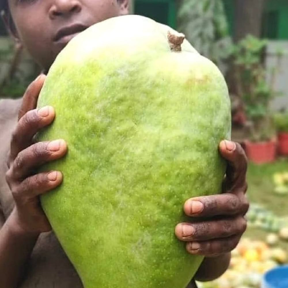 Hybrid Noorjahan Mango Fruit plant