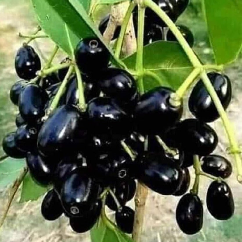 Black Jamun-Grafting Fruit Plant - Naturemart.online