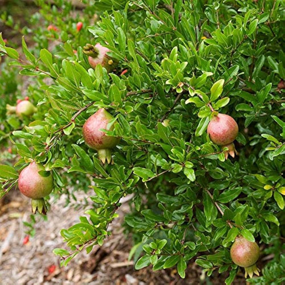 Mridula variety of pomegranate