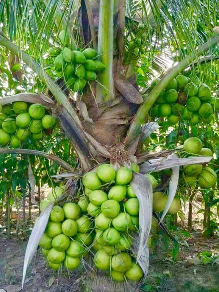 Thai Pink Coconut Fruit Plant