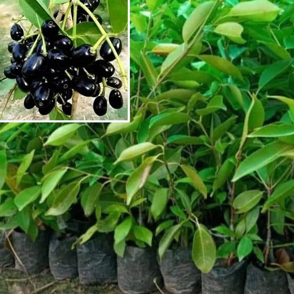 Black Jamun-Grafting Fruit Plant - Naturemart.online