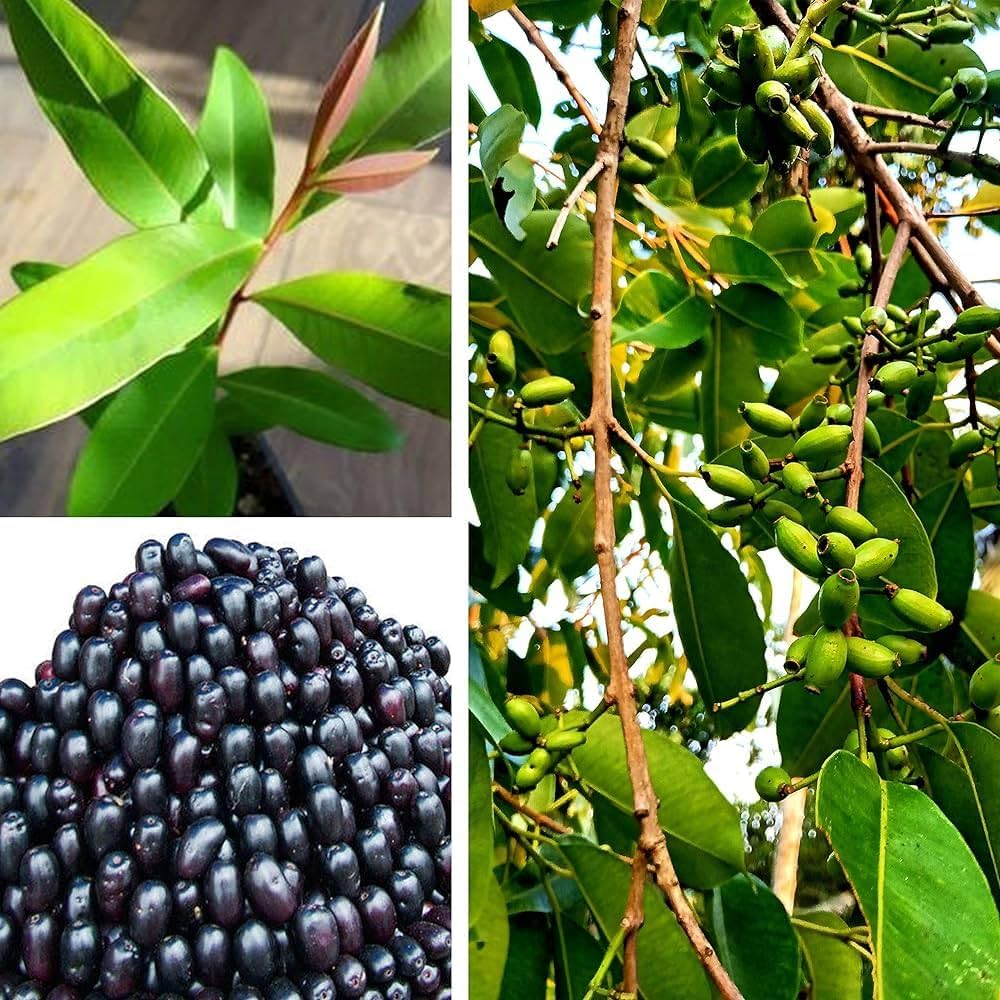 Black Jamun-Grafting Fruit Plant - Naturemart.online