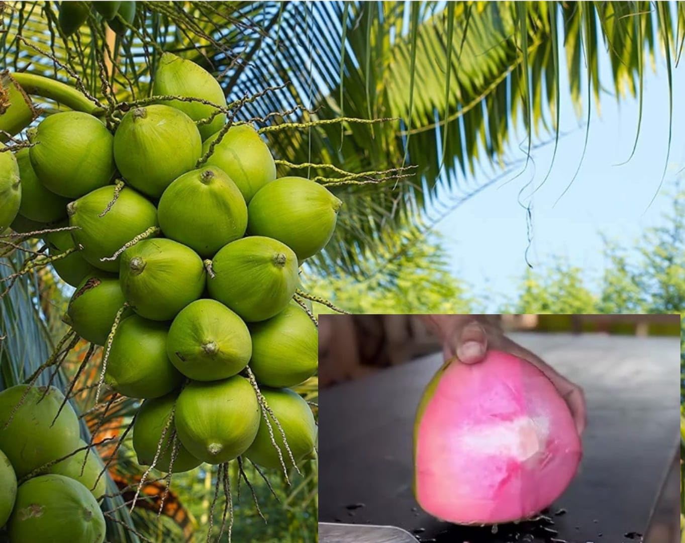 Thai Pink Coconut Fruit Plant
